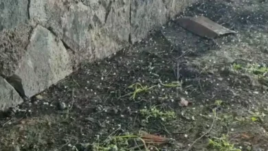 nohut dolu - Yavuzeli'nde Nohut Dolusu Sürprizi