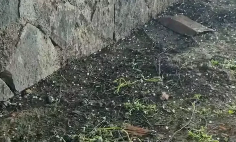 nohut dolu - Yavuzeli'nde Nohut Dolusu Sürprizi