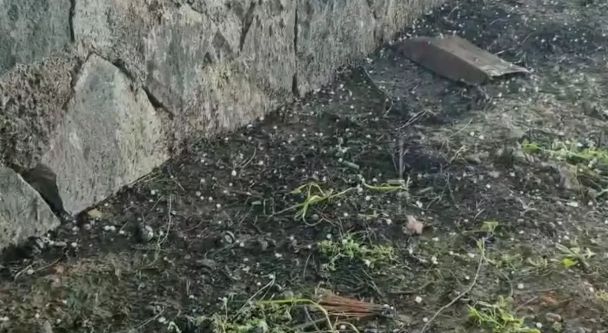 Yavuzeli'nde Nohut Dolusu Sürprizi