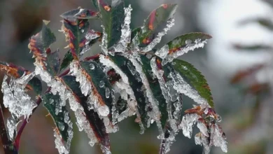 zirai don - Zirai Don Tehdidi: Gaziantep Üreticisi Tedbir Almalı