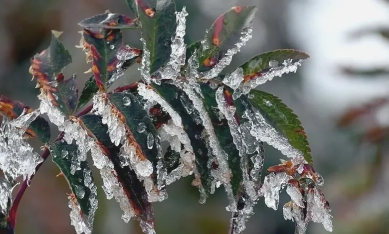 zirai don - Zirai Don Tehdidi: Gaziantep Üreticisi Tedbir Almalı