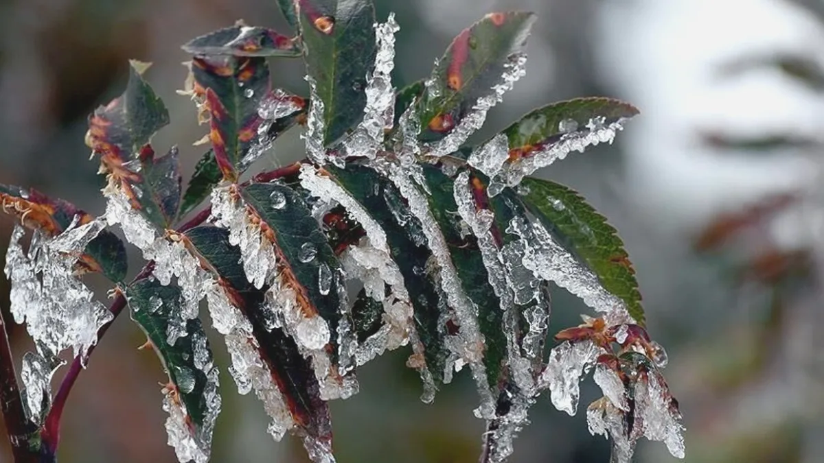 Zirai Don Tehdidi: Gaziantep Üreticisi Tedbir Almalı