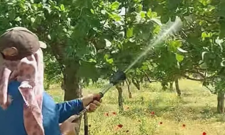 antepfıstığı hastalık - Antepfıstığı: Yağışlar Hastalık Riski Yarattı