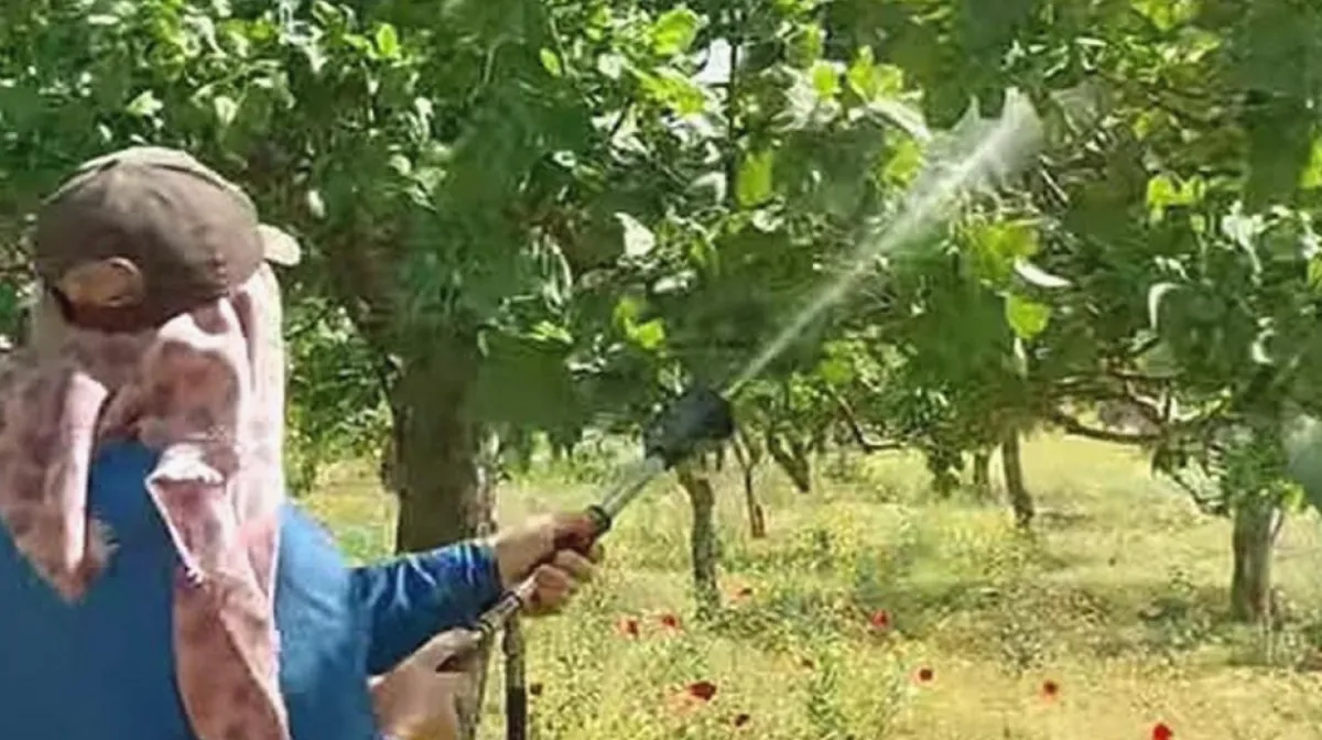 Antepfıstığı: Yağışlar Hastalık Riski Yarattı