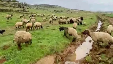 Araban kurbanlık lezzeti - Araban Kurbanlıkları: Lezzet Sırrı Doğada mı?