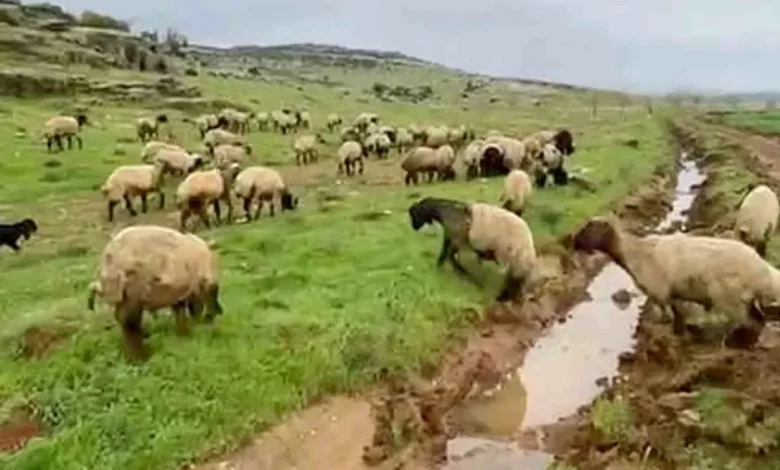 Araban kurbanlık lezzeti - Araban Kurbanlıkları: Lezzet Sırrı Doğada mı?