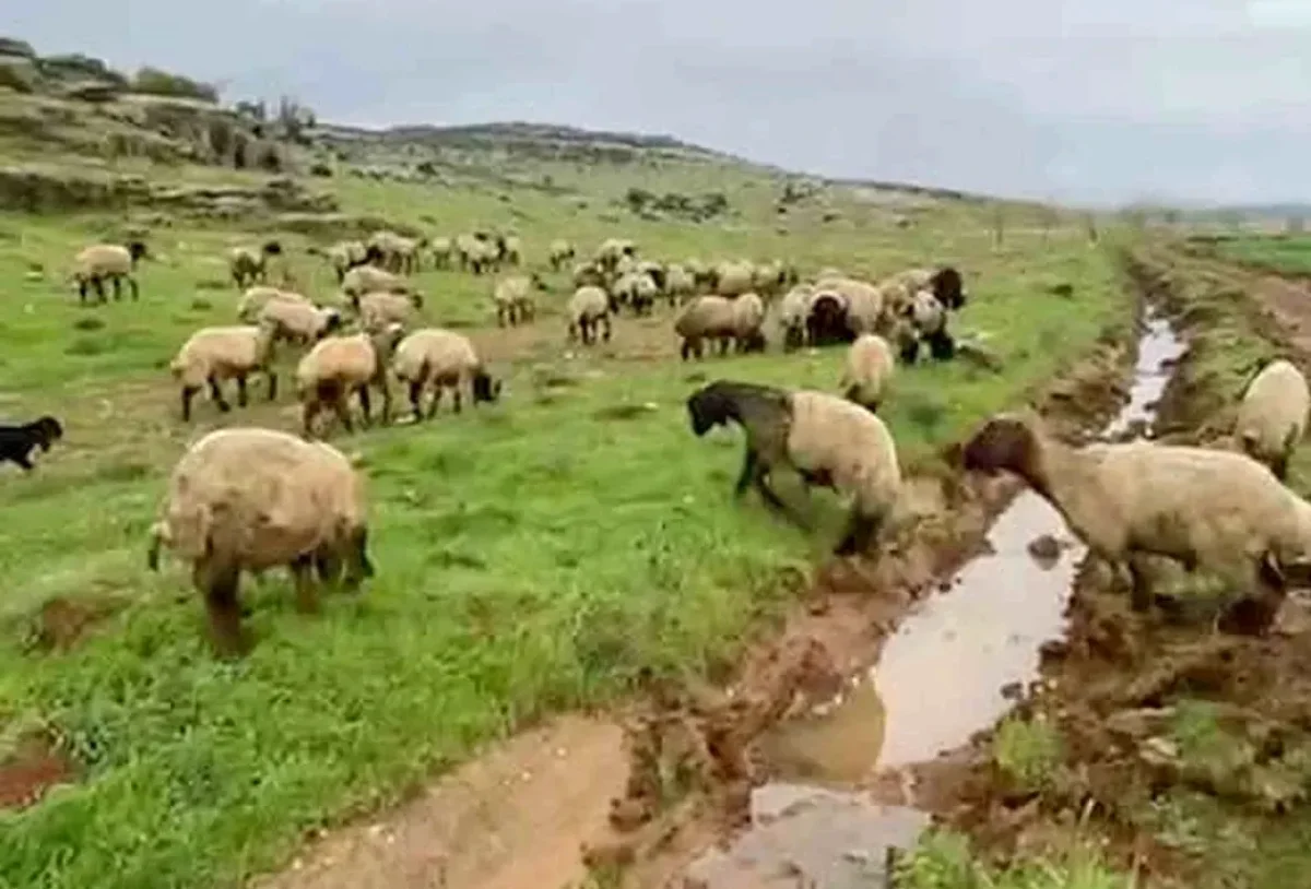 Araban Kurbanlıkları: Lezzet Sırrı Doğada mı?