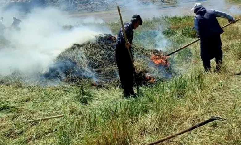 firik hasadı - Araban Ovası'ndan Gelen Gelenek: Firik Zamanı!
