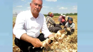 Araban sarımsağı gelişimi - Araban Sarımsağı Göz Nûru Oldu