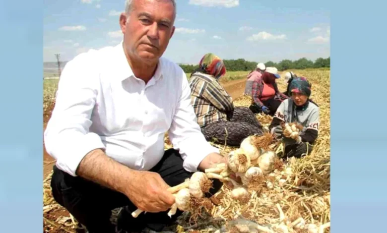 Araban sarımsağı gelişimi - Araban Sarımsağı Göz Nûru Oldu