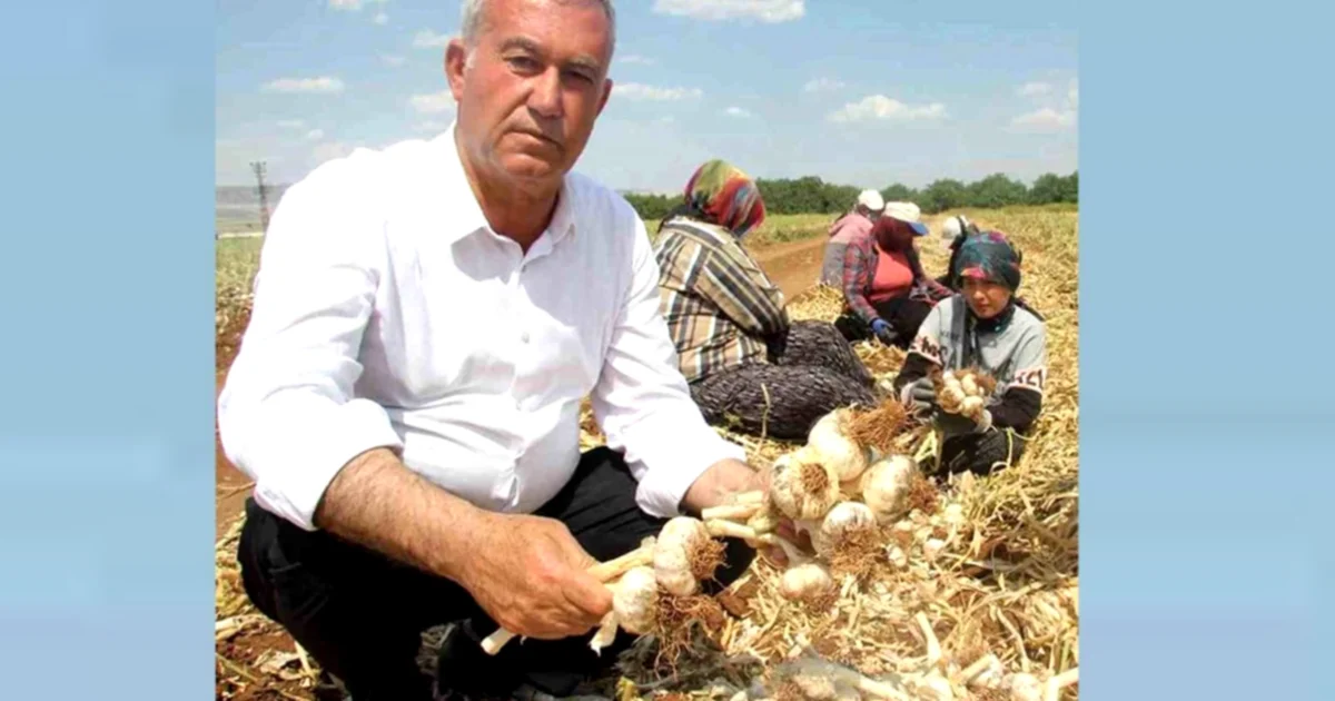 Araban Sarımsağı Göz Nûru Oldu