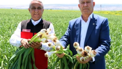 Araban sarımsağı - Araban Sarımsağı: Üretim Rekor Kırdı
