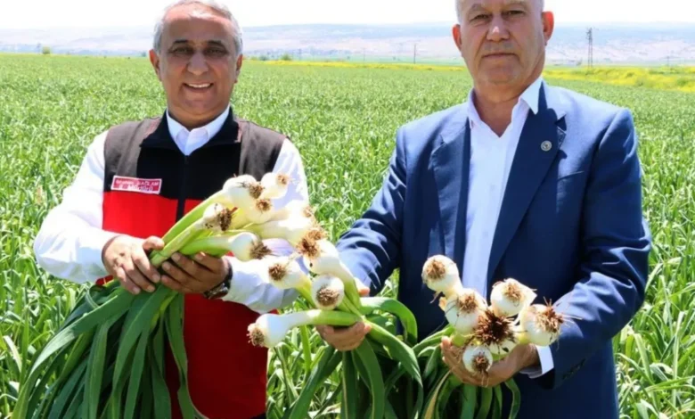 Araban sarımsağı - Araban Sarımsağı: Üretim Rekor Kırdı