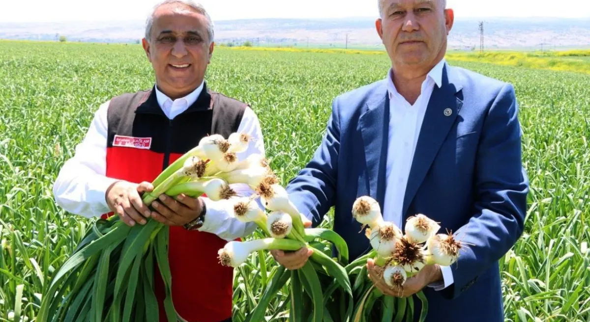 Araban Sarımsağı: Üretim Rekor Kırdı