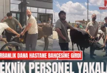 hastane dana - Dana Paniği: Hastanede Kurbanlık Kaçtı!