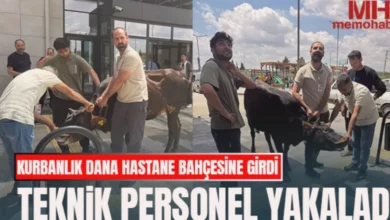 hastane dana - Dana Paniği: Hastanede Kurbanlık Kaçtı!