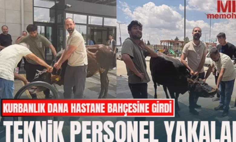 hastane dana - Dana Paniği: Hastanede Kurbanlık Kaçtı!
