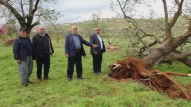 fırtına Antep fıstığı - Fırtına Antep Fıstığı Bahçelerini Vurdu