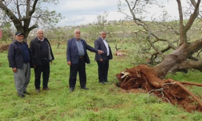 fırtına Antep fıstığı - Fırtına Antep Fıstığı Bahçelerini Vurdu