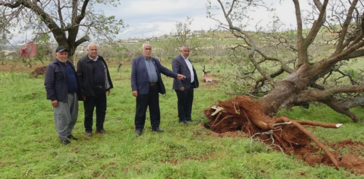 Fırtına Antep Fıstığı Bahçelerini Vurdu