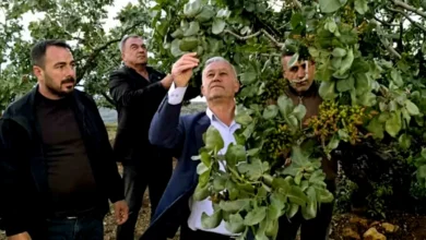 fıstık dolu zararı - Fıstık Bahçeleri Dolu Vurdu