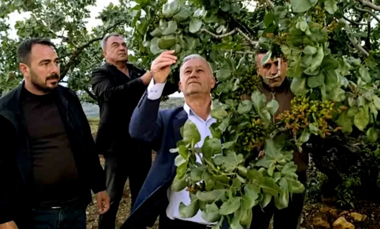 fıstık dolu zararı - Fıstık Bahçeleri Dolu Vurdu