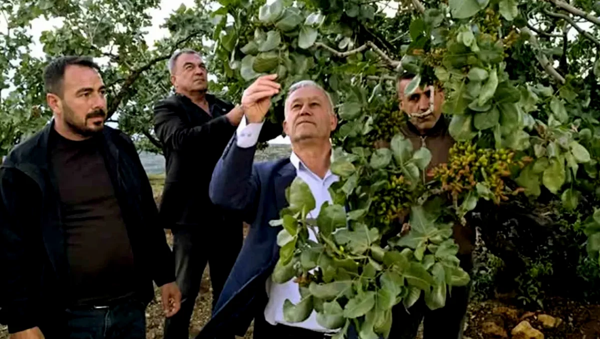 Fıstık Bahçeleri Dolu Vurdu