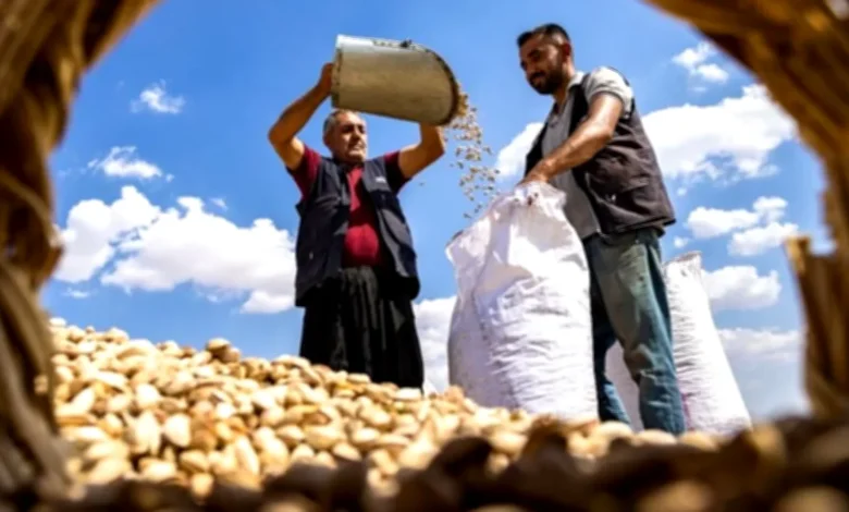 Gaziantep Hasat Yarışması - Gaziantep'te Hasat ve Kadim Şehir Yarışması