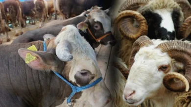 Kurban Devlet Desteği - Kurban Satamayana Devlet Desteği Gaziantep'te