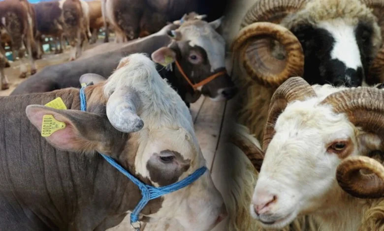 Kurban Devlet Desteği - Kurban Satamayana Devlet Desteği Gaziantep'te