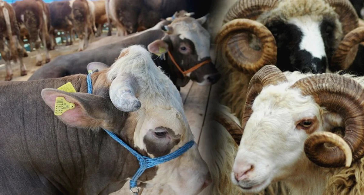 Kurban Satamayana Devlet Desteği Gaziantep'te
