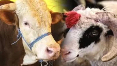 Kurbanlık Fiyatları - Kurbanlık Fiyatları: Gaziantep'te Cep Yanıyor
