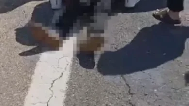 kurbanlık kamyonet kazası - Kurbanlık Kamyonet Kazası: Kurbanlık Yükü Devrildi - 1 Ölü