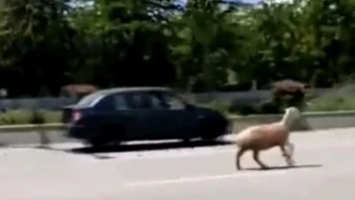 Gaziantep kurbanlık koşusu - Kurbanlık Koşusu Gaziantep'i Coşturdu