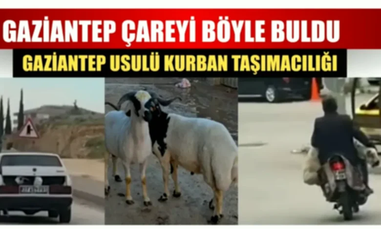 motosiklet kurbanlık - Motosiklet Kurbanlık Taşıyor: Gaziantep'te Çözüm