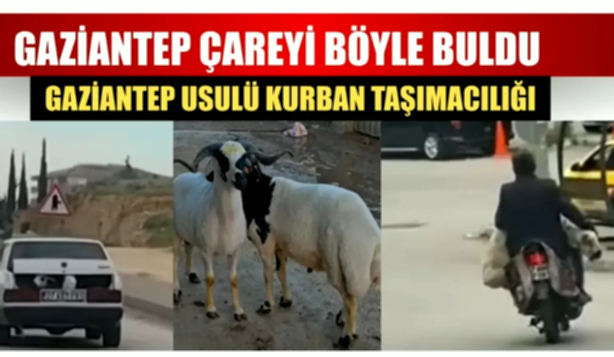 Motosiklet Kurbanlık Taşıyor: Gaziantep'te Çözüm