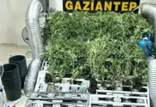 narko operasyon - NarkoOperasyonda Kenevir Ele Geçirildi
