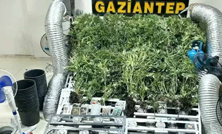 narko operasyon - NarkoOperasyonda Kenevir Ele Geçirildi