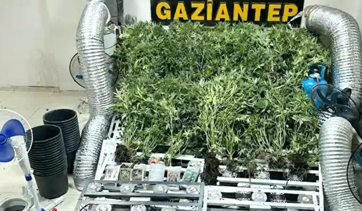 NarkoOperasyonda Kenevir Ele Geçirildi