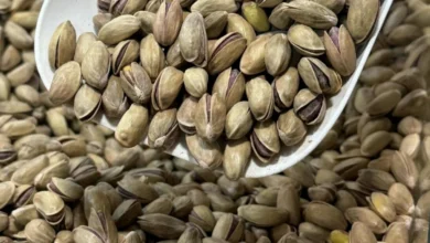 Antep fıstığı - Antep Fıstığı: Binlerce Yıllık Lezzet Sırrı