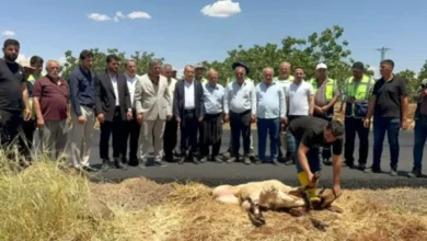 Araban asfalt sevinci - Asfalt Göründü, Araban Halkı Kurban Kesti