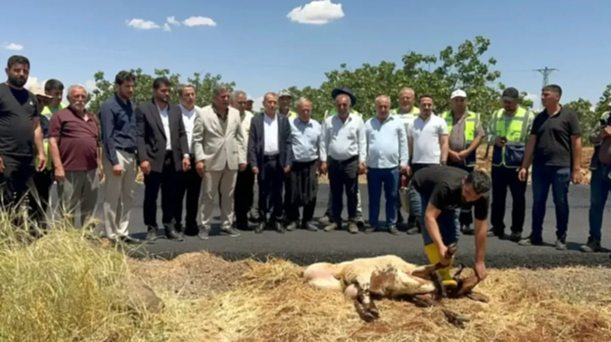 Asfalt Göründü, Araban Halkı Kurban Kesti