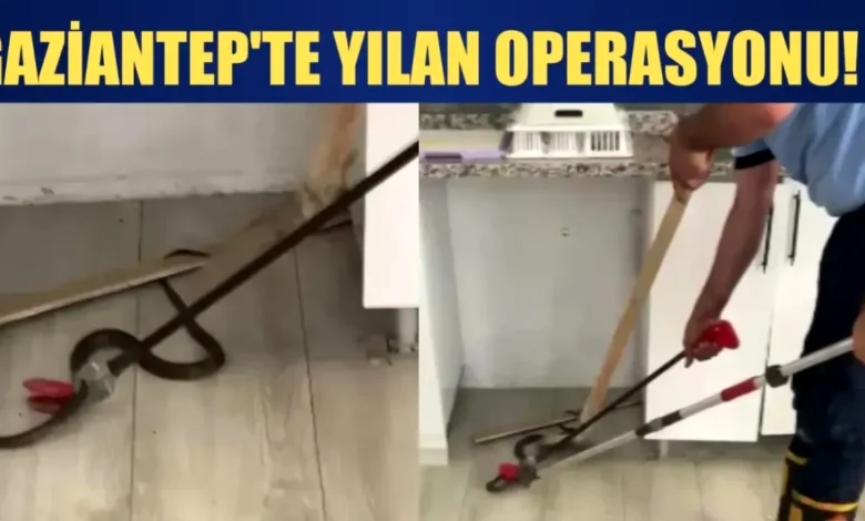 evde yılan - Evde Yılan Paniği: Gaziantep Halkı Nefes Tutu
