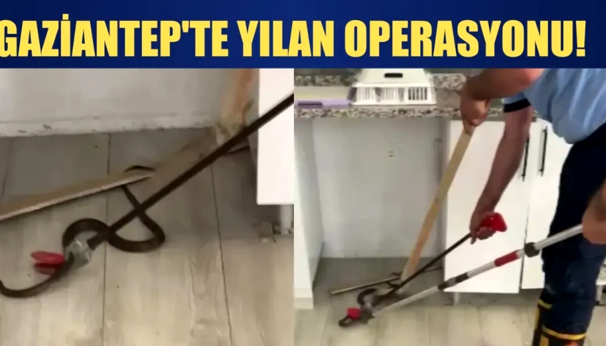 Evde Yılan Paniği: Gaziantep Halkı Nefes Tutu