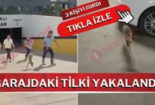 Gaziantep Tilki - Gaziantep'te Tilki Paniği: 3 Yaralı