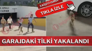 Gaziantep Tilki - Gaziantep'te Tilki Paniği: 3 Yaralı