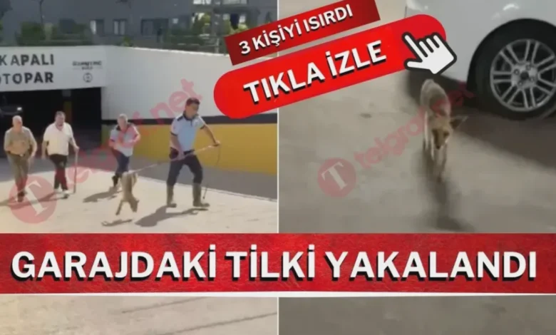 Gaziantep Tilki - Gaziantep'te Tilki Paniği: 3 Yaralı