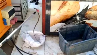 islahiye yılan - İslahiye'de Yılan Paniği: Ekmek Sandığında Korku