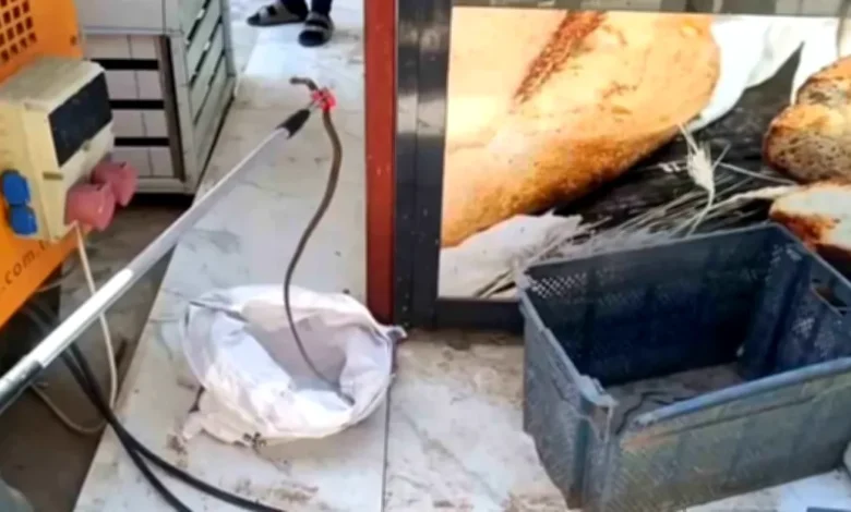 islahiye yılan - İslahiye'de Yılan Paniği: Ekmek Sandığında Korku