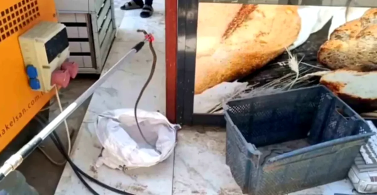 İslahiye'de Yılan Paniği: Ekmek Sandığında Korku